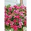 Саженец Agro-Market Петуния полуампельная Tumbelina Cherry Ripple (контейнер №10 высота 10-15 см) (52236) 1 шт. в упаковке - миниатюра 3