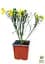 Саджанець Agro-Market Рокитник Cytisus Scoparius Vanessa (49181) - мініатюра 2