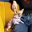 Толстовка Pet Fashion Delicate S бузкова - мініатюра 3