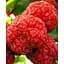 Саджанець Agro-Market Полуничне дерево (кудранія) насичено червоне Нанака (Nanaka) (преміальний сорт, має смак стиглої хурми) 1 саджанець (48119) - мініатюра 1
