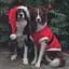 Попона для собак Trixie Різдвяна поліестер XS 44x30 см червона (925101_Christmas) - мініатюра 3