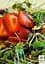 Семена Agro-Market Микрозелень Рукола в банке 20 г (45225) - миниатюра 3