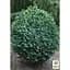 Саджанець Agro-Market Самшит вічнозелений Buxus sempervirens 2-х річний (38114) 1 шт. в упаковці - мініатюра 2