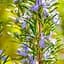 Розмарин "Barbecue", С2 (сильный, приятный аромат, идеален для гриля) (189781) 1 саженец в упаковке - миниатюра 1