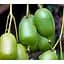 Саженец Agro-Market Актинидия Загадочная (мини-киви, яблочно-ананасовый вкус, поздний срок созревания) 1 саженец (177295) - миниатюра 1