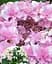 Гортензія Agro-Market Doppio Rosa Hydrangea macrophylla квітуча крупнолистова вазон С15 1 саджанець в упаковці - мініатюра 3