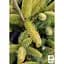 Саженец Agro-Market Пихта 3-х летняя восточная Aurea высота 20-30см (166986) - миниатюра 2