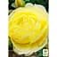 Троянда флорибунда Agro-Market Golden Border саджанець класу АА+ вищий сорт 1 шт. в упаковці (177028) - мініатюра 3
