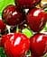 Саженец Agro-Market Черешня Дилемма (летний сорт, средний срок созревания) (25911) 1 шт. в упаковке - миниатюра 2