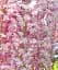Глициния Agro-Market Вистерия Floribunda Rosea 2-летняя высота 50-70 см из Нидерландов 1 саженец в упаковке (184896) - миниатюра 1