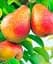 Саджанець Agro-Market Груша Ред Фаворитка (літній сорт, раніій термін дозрівання) 1 шт. в упаковці (46227) - мініатюра 1