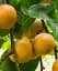 Саджанець Agro-Market Азіатська груша Ніджісейки (солодкий, суперсоковий сорт, середній термін дозрівання) 1 шт. в упаковці (175148) - мініатюра 1