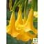 Саженец Agro-Market Бругмансия древовидная Lemon (49866) 1 шт. в упаковке - миниатюра 2