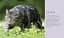 Hamlyn All Colour Petcare. Cat Care Essentials - мініатюра 2