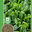 Семена Agro-Market Шпинат Большой пакет 5 г (32662) - миниатюра 1