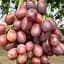 Саджанець Agro-Market Виноград Енергодар (ультраранній, велика хрумка ягода приємного мускатного смаку) 1 шт. в пакуванні (155489) - мініатюра 1