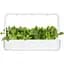 Змінний картридж Click & Grow Smart Garden Пак Чой, 3 капсули (9131) - мініатюра 4