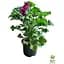 Саженец Agro-Market Пеларгония Королевская Aristo Burgundy (контейнер №10 высота 10-20 см) (49108) 1 шт. в упаковке - миниатюра 2