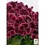 Саженец Agro-Market Пеларгония Королевская Aristo Red Beauty (контейнер №10 высота 10-20 см) (49114) 1 шт. в упаковке - миниатюра 2