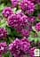 Саджанець Agro-Market Клематис 2-х річний Purpurea plena elegans вазон С2 (181582) - мініатюра 3