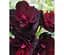 Саженец Agro-Market Пеларгония ампельная Atlantic Red Velvet (контейнер №10 высота 10-20 см) (48363) 1 шт. в упаковке - миниатюра 1