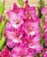 Цибулина Agro-Market Гладіолус Pink Parrot 3 шт. в упаковці (176219) - мініатюра 1