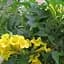 Саджанець Agro-Market Кампсис жовтий Flava (49870) - мініатюра 1