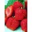 Саджанець Agro-Market Полуниця Мармелада (Marmolada) 5шт (середній термін дозрівання, сорт стійкий до різних захворювань) (37068) - мініатюра 1