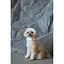 Шапка для собак Pet Fashion Teddy S белая - миниатюра 4