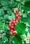 Саженец Agro-Market Падуб остролистный (Ilex aquifolium) вазон Р9 (178885) - миниатюра 4