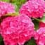 Гортензия Agro-Market Unbeatable beauty крупнолистная 1 саженец в упаковке (36527) - миниатюра 1