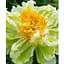 Саджанець Agro-Market Півонія трав'яниста Green Lotus (183869) 1 шт. - мініатюра 1
