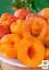 Саженец Agro-Market Абрикос Джумбо Тардив (летний сорт, средний срок созревания) 1 шт. в упаковке (39866) - миниатюра 2