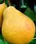 Саджанець Agro-Market Груша Дюшес літній (літній сорт, ранній термін дозрівання) (46260) 1 шт. в упаковці - мініатюра 3