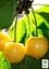 Черешня желтая Agro-Market "Дрогана желтая" укорененная в контейнере (саженец 2 года) (153202) 1 саженец в упаковке - миниатюра 2
