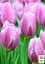 Тюльпан "Synaeda Amor" (186314) 2 шт - мініатюра 2