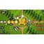 Ключ активації Microsoft Bloons TD 5 для Xbox One/Series - мініатюра 3
