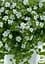 Бакопа ампельная Gulliver Dynamic White Agro-Market 1 саженец в упаковке (52244) - миниатюра 2