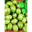 Саджанець Agro-Market Агрус Зелений Дощ (пізній термін дозрівання, морозостійкий сорт) 1 шт. в упаковці (46076) - мініатюра 2