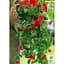 Саженец Agro-Market Пеларгония ампельная Ivy Deep Red (контейнер №10 высота 10-20 см) (49106) 1 шт. в упаковке - миниатюра 3