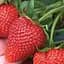 Саженец Agro-Market Клубника Кабрилло (Cabrillo) (ремонтантный, крупноплодный сорт) 5 шт. в упаковке (52798) - миниатюра 1