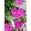 Саженец Agro-Market Пеларгония ампельная Big Amethyst (контейнер №10 высота 10-20 см) (52161) 1 шт. в упаковке - миниатюра 2