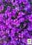 Саженец Agro-Market Обриета Purple Cascade (контейнер Р9) 1 шт. в упаковке (179195) - миниатюра 2