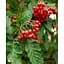 Саженец Agro-Market Рябина гибридная Дуболистная (Sorbus quercifolia) 1 саженец (105252) - миниатюра 1
