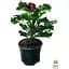 Саженец Agro-Market Пеларгония Королевская Aristo Black Velvet (контейнер №10 высота 10-20 см) (49109) 1 шт. в упаковке - миниатюра 2