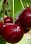 Саджанець Agro-Market Вишня Ерді Великоплідна (літній сорт, середньостиглий термін дозрівання) 1 шт. в упаковці (20935) - мініатюра 2