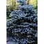 Саджанець Agro-Market Ялина блакитна Majestic Blue (горщик P9) 1 шт. в упаковці (48724) - мініатюра 1