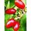 Саджанець Agro-Market Кизил Володимирський (середній термін дозрівання, великоплідний сорт) 1 шт. в упаковці (35874) - мініатюра 2