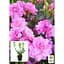 Саджанець Agro-Market Азалія 2-х річна японська Rosinetta С2 висота 20-40 см (62283) 1 шт. в упаковці - мініатюра 3