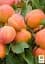 Саджанець Agro-Market Абрикос Аврора 1 шт. в упаковці (35790) - мініатюра 4